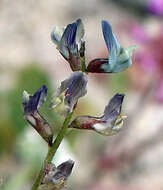 Plancia ëd Astragalus idrietorum Barneby