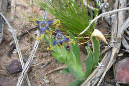 Image of Ferraria uncinata Sweet