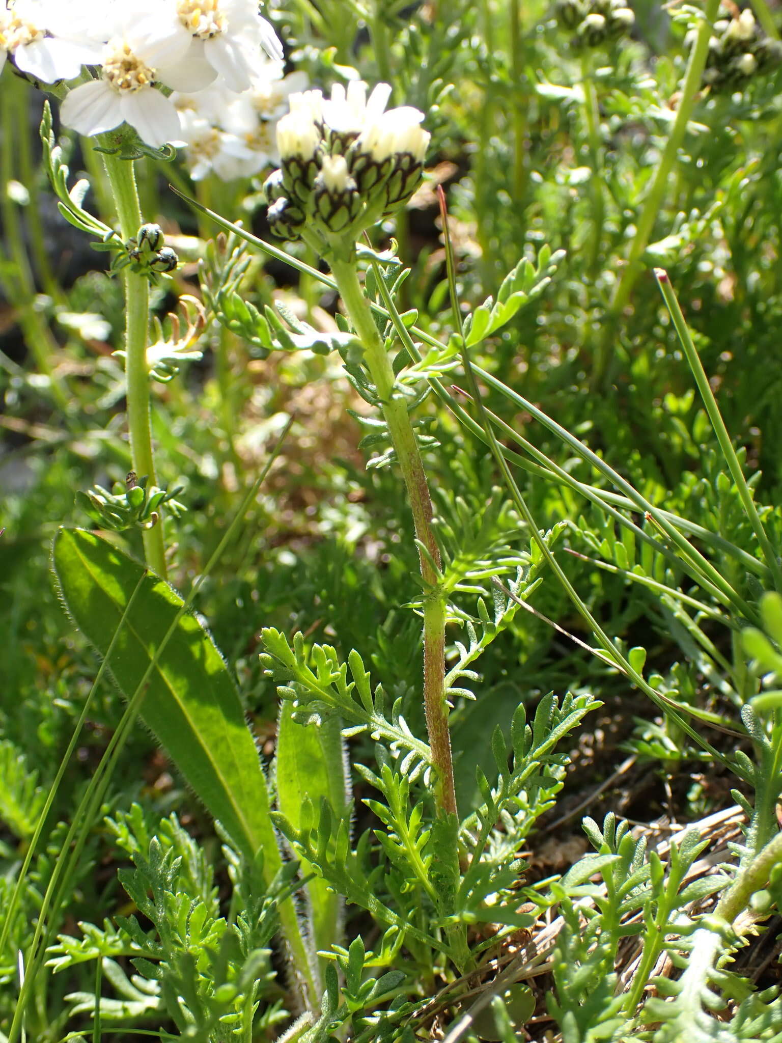 صورة Achillea erba-rotta subsp. moschata (Wulfen) I. B. K. Richardson