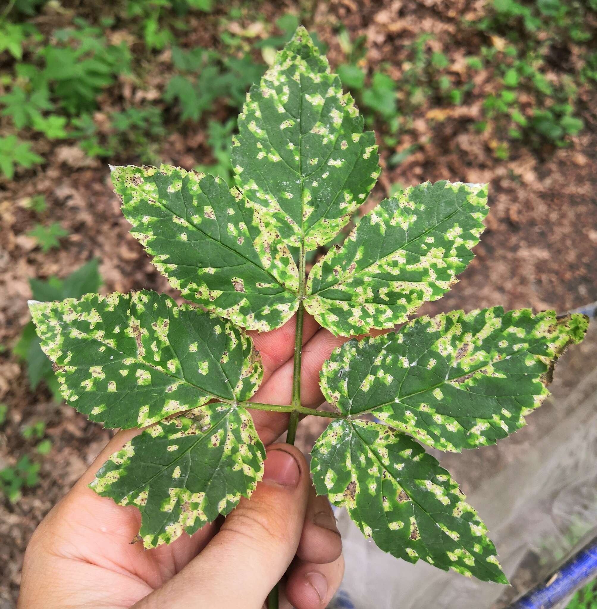 Image of Septoria aegopodii Desm.