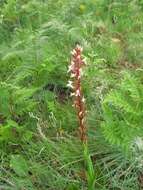 Image of Disa patula var. patula