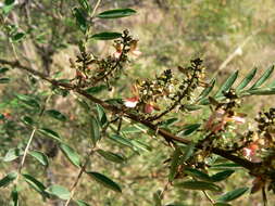 Image de Indigofera truxillensis Kunth