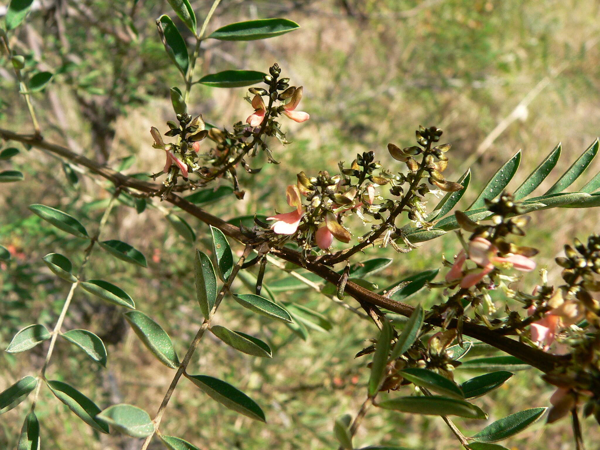 Image de Indigofera truxillensis Kunth