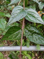 Image of Eupatorium amabile Kitam.