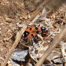 صورة Horvathiolus guttatus (Rambur 1839)