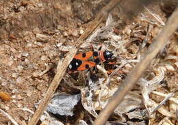 Image of Horvathiolus guttatus (Rambur 1839)