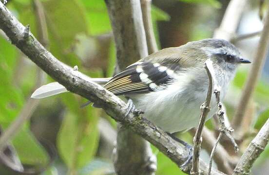 Image of White-banded Tyrannulet