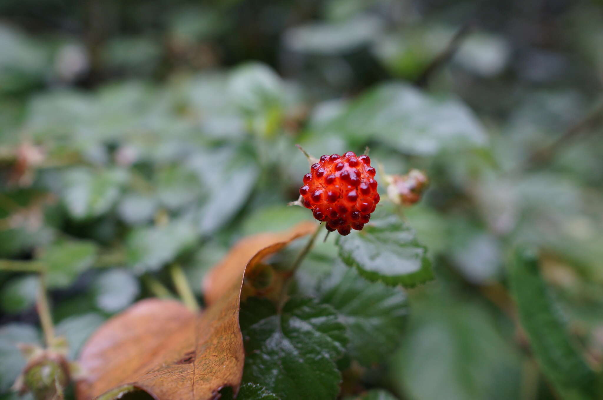 Image of West Indian raspberry