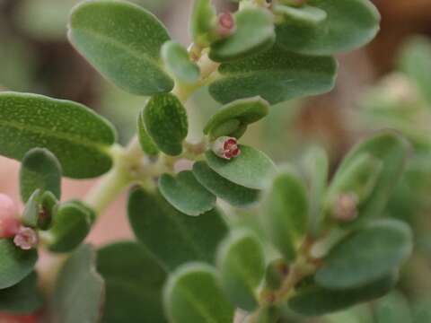 Слика од Euphorbia taihsiensis (Chaw & Koutnik) Oudejans