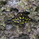 Sivun Gasteracantha transversa C. L. Koch 1837 kuva