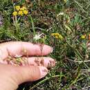 Image of Minuartia hirsuta (M. Bieb.) Hand.-Mazz.