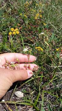 Image of Minuartia hirsuta (M. Bieb.) Hand.-Mazz.