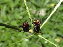 Plancia ëd Taeniopoda varipennis Rehn & J. A. G. 1905