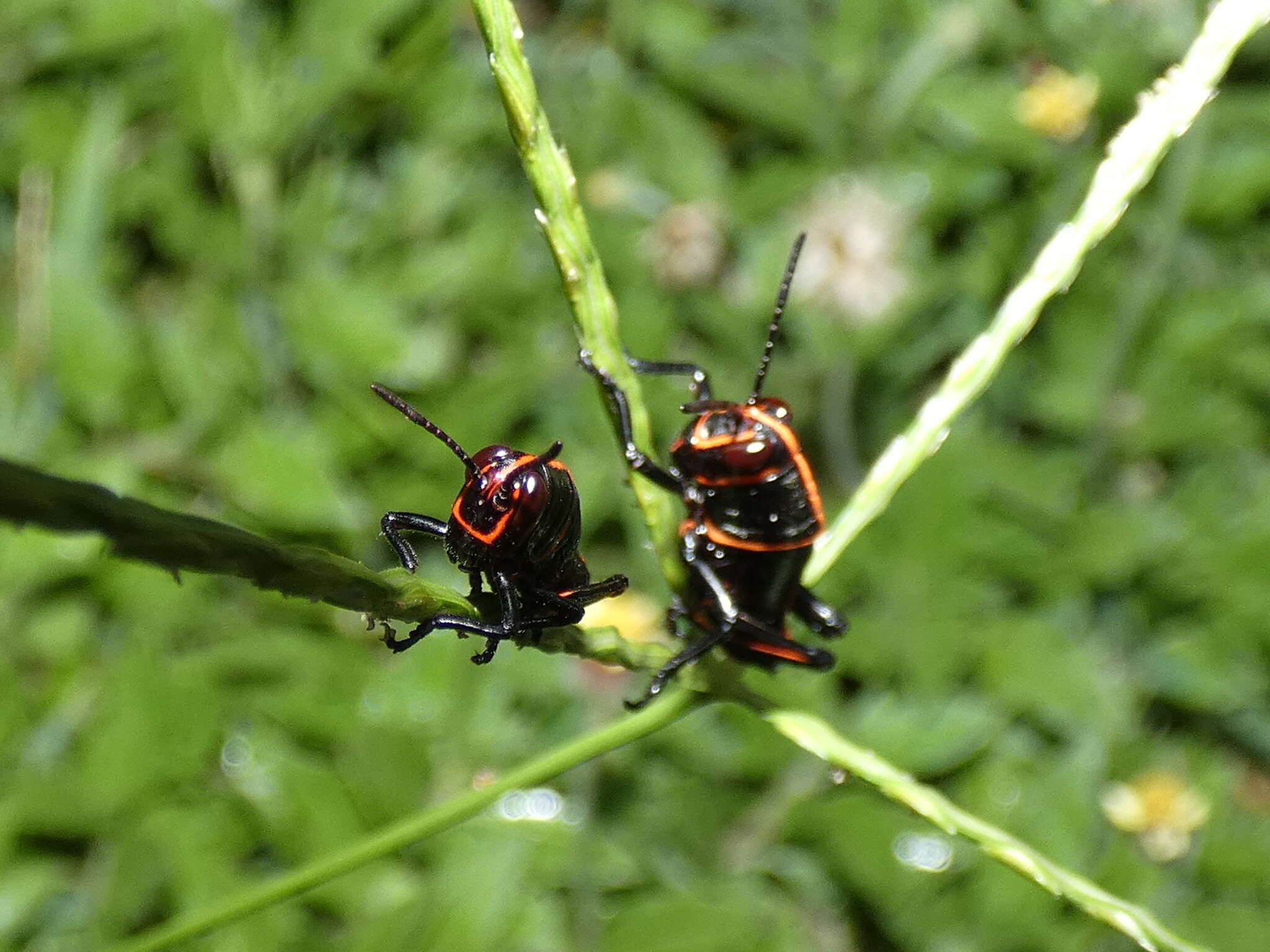 Plancia ëd Taeniopoda varipennis Rehn & J. A. G. 1905