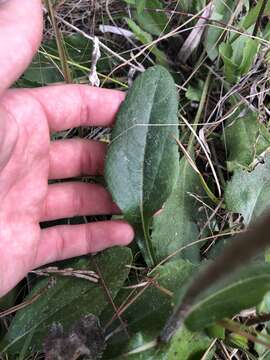 Image of blackeyed Susan