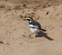 Motacilla aguimp vidua Sundevall 1850的圖片