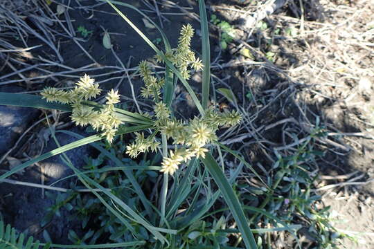 Image of Javanese flatsedge