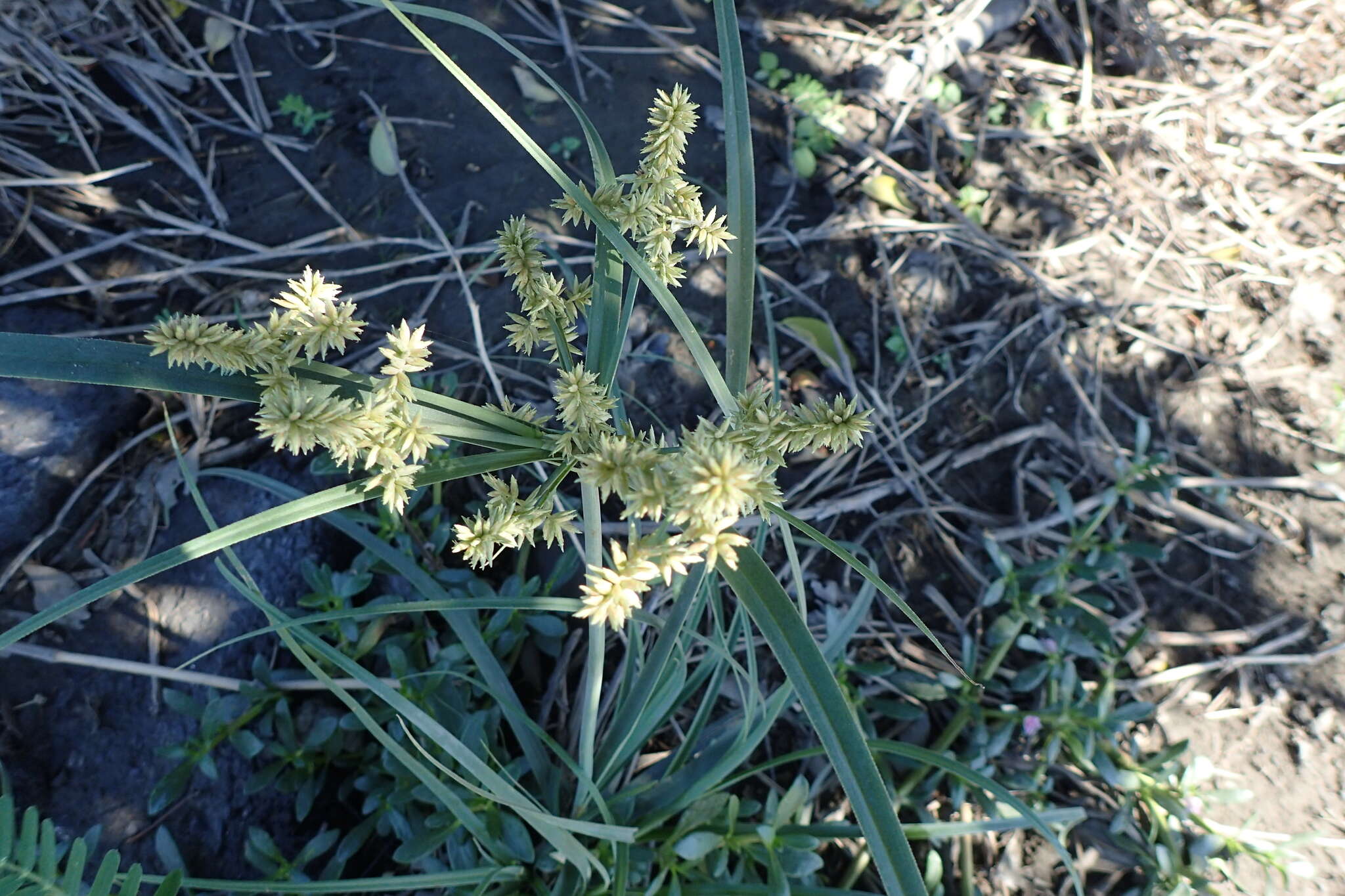 Слика од Cyperus javanicus Houtt.