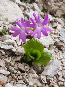 Plancia ëd Primula clusiana Tausch