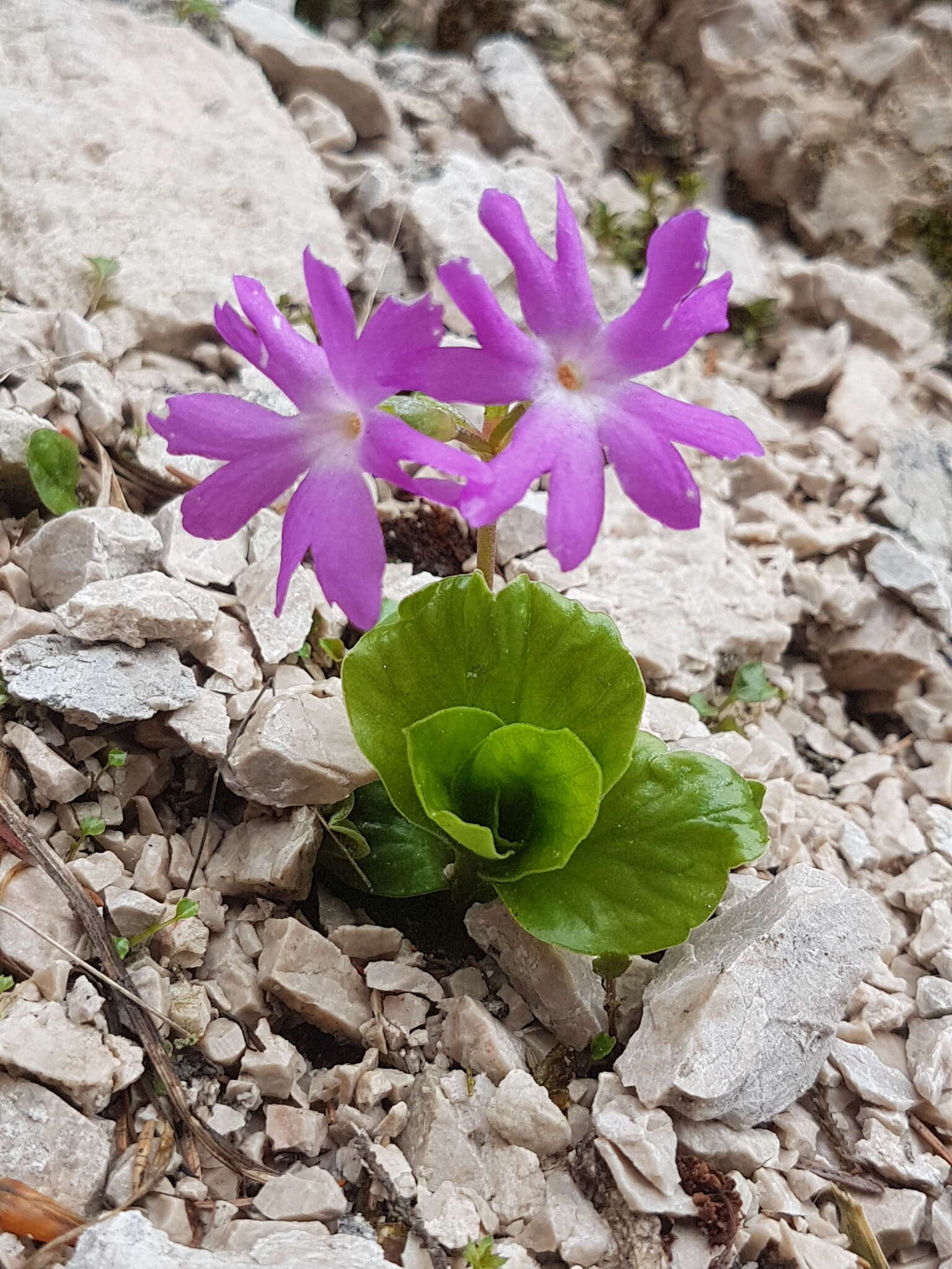 Image of Primula clusiana Tausch