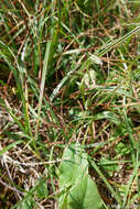 Image of alpine rattlesnakeroot