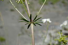 Image of Asperula molluginoides (M. Bieb.) Rchb.