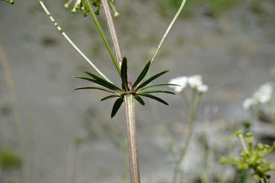 صورة Asperula molluginoides (M. Bieb.) Rchb.