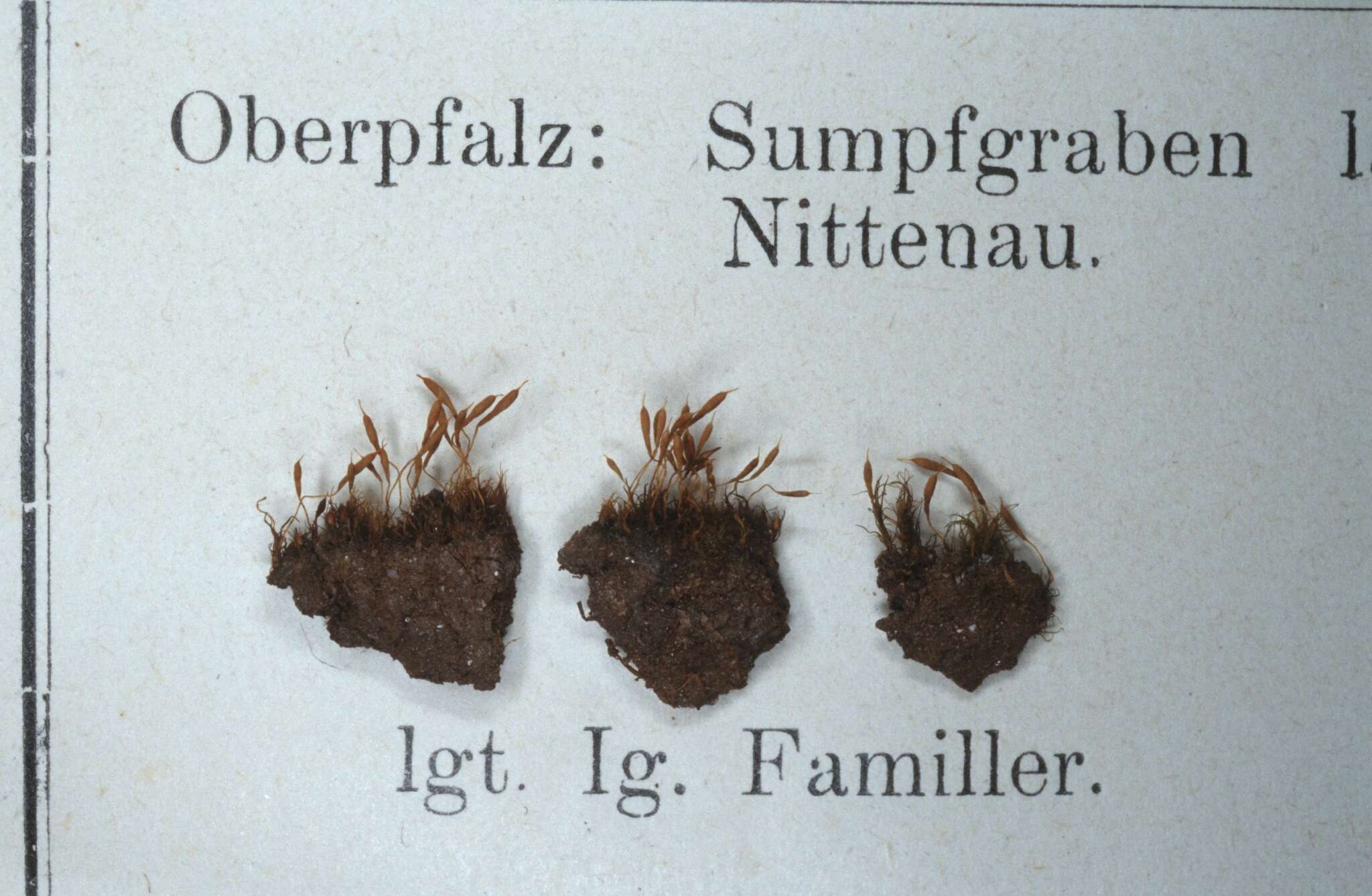 Image de Bruchia vogesiaca Schwaegrichen 1824