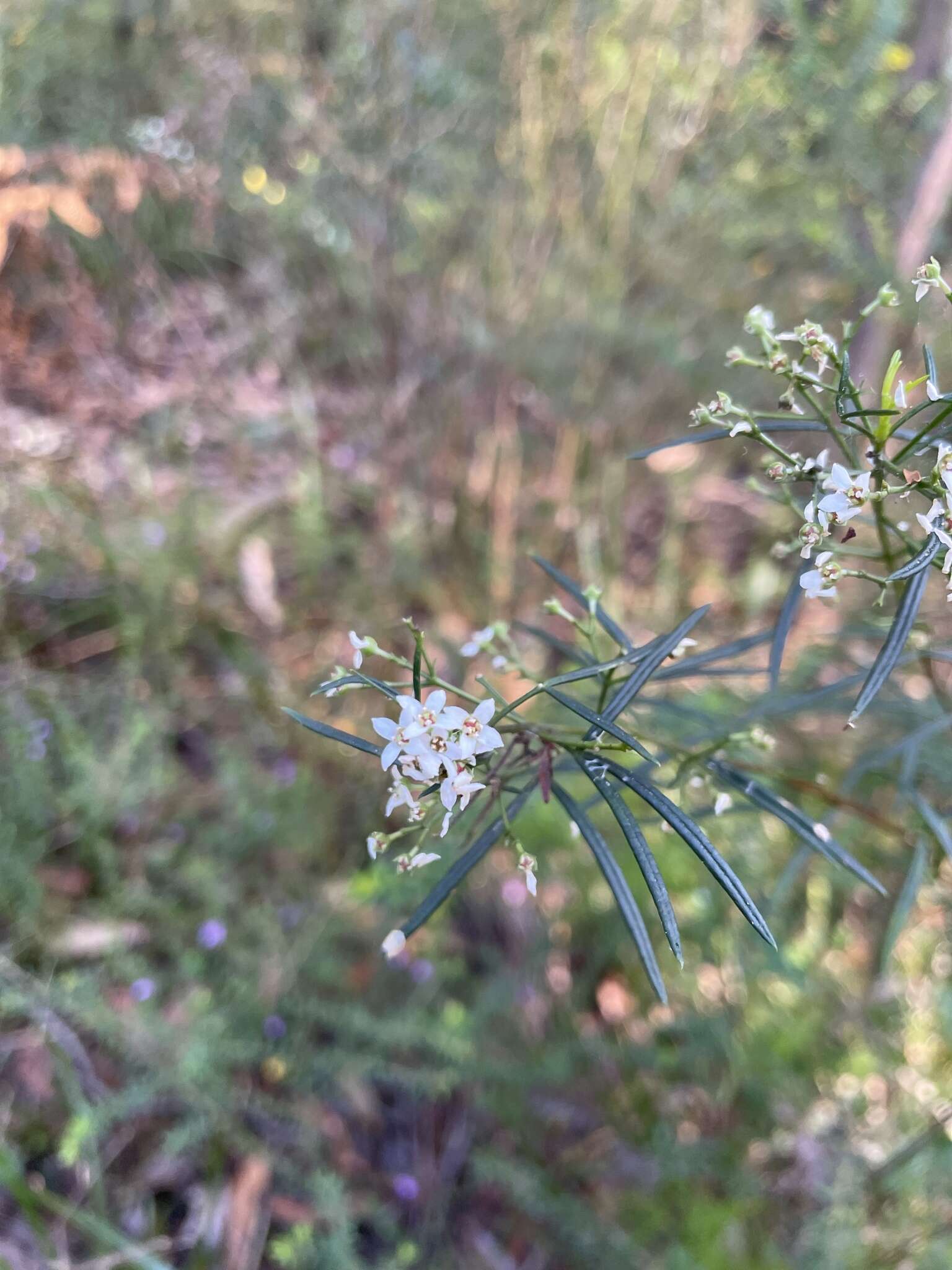 Image of Zieria laxiflora (Benth.) Domin