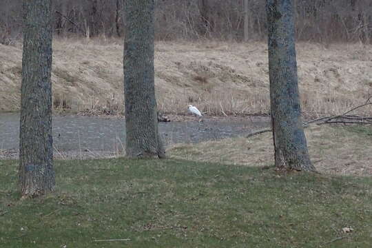 Image of Ardea alba egretta Gmelin & JF 1789