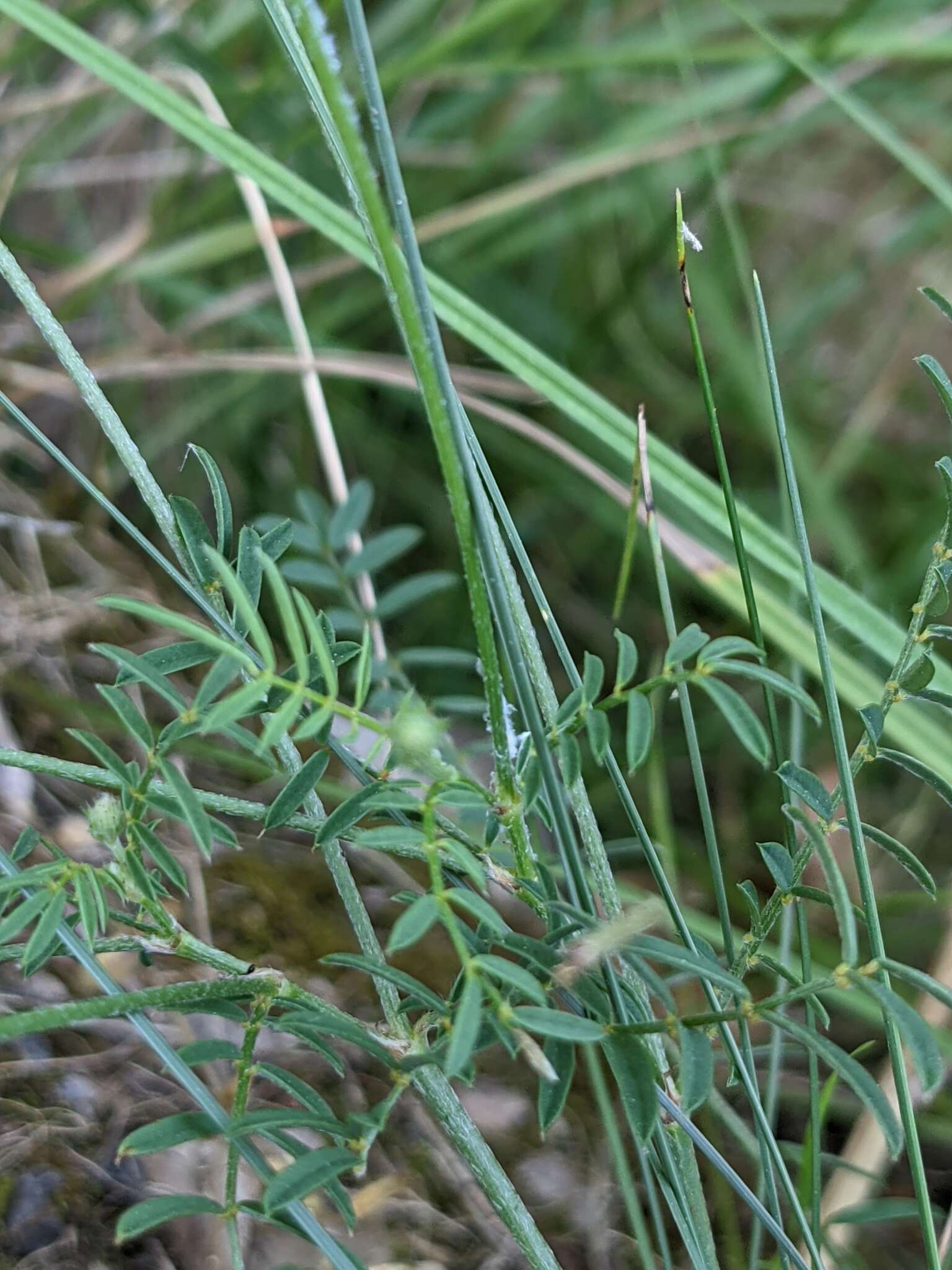 Image of Onobrychis supina (Vill.) DC.