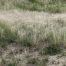 Plancia ëd Stipa pennata subsp. sabulosa (Pacz.) Tzvelev