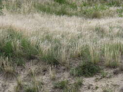 Image of Stipa pennata subsp. sabulosa (Pacz.) Tzvelev