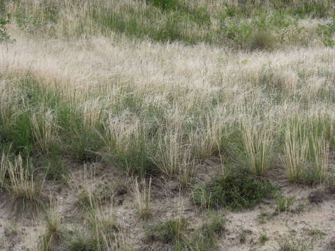 Plancia ëd Stipa pennata subsp. sabulosa (Pacz.) Tzvelev