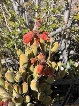 Image of Cotyledon tomentosa subsp. ladismithiensis (V. Pölln.) Tölken