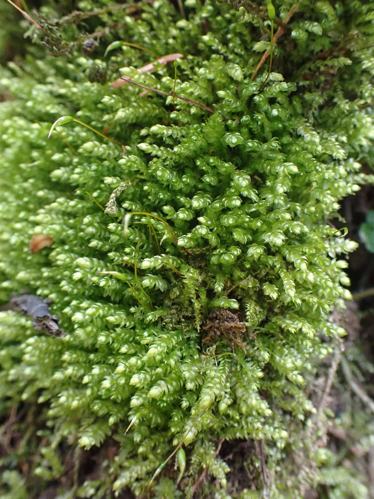 Sivun Plagiothecium cavifolium Iwatsuki 1970 kuva