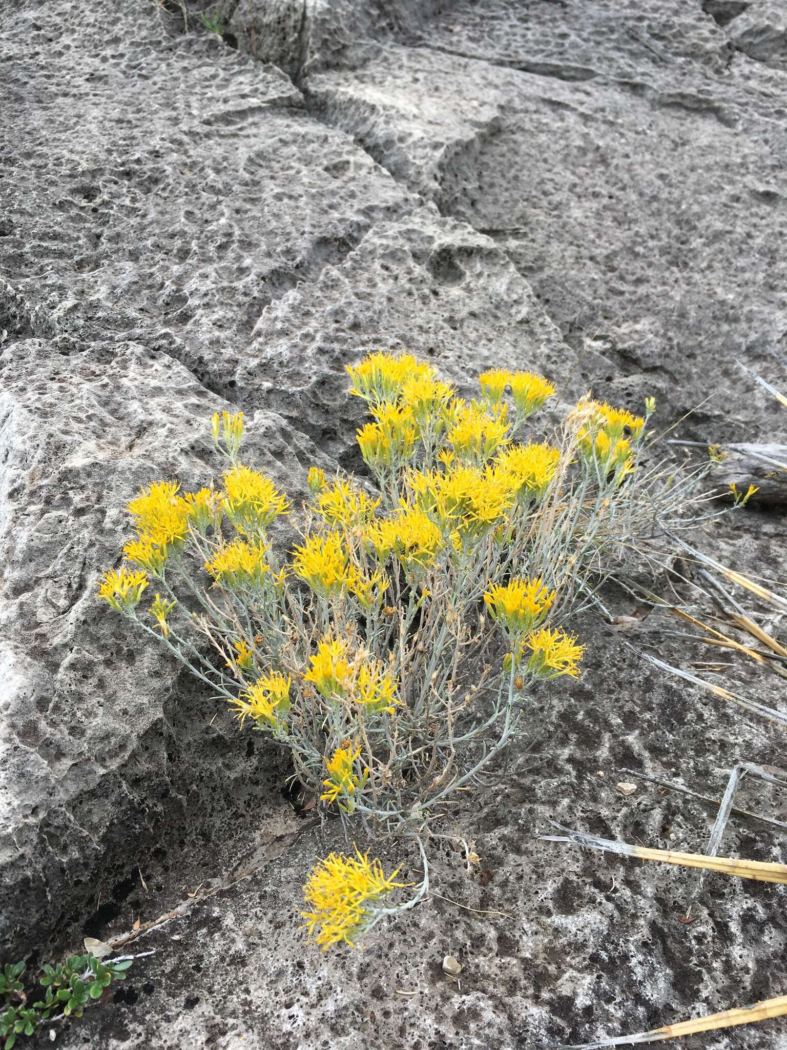 Imagem de Ericameria nauseosa var. texensis (L. C. Anderson) G. L. Nesom & G. I. Baird