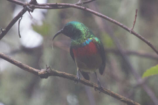 Image of Eastern Double-collared Sunbird