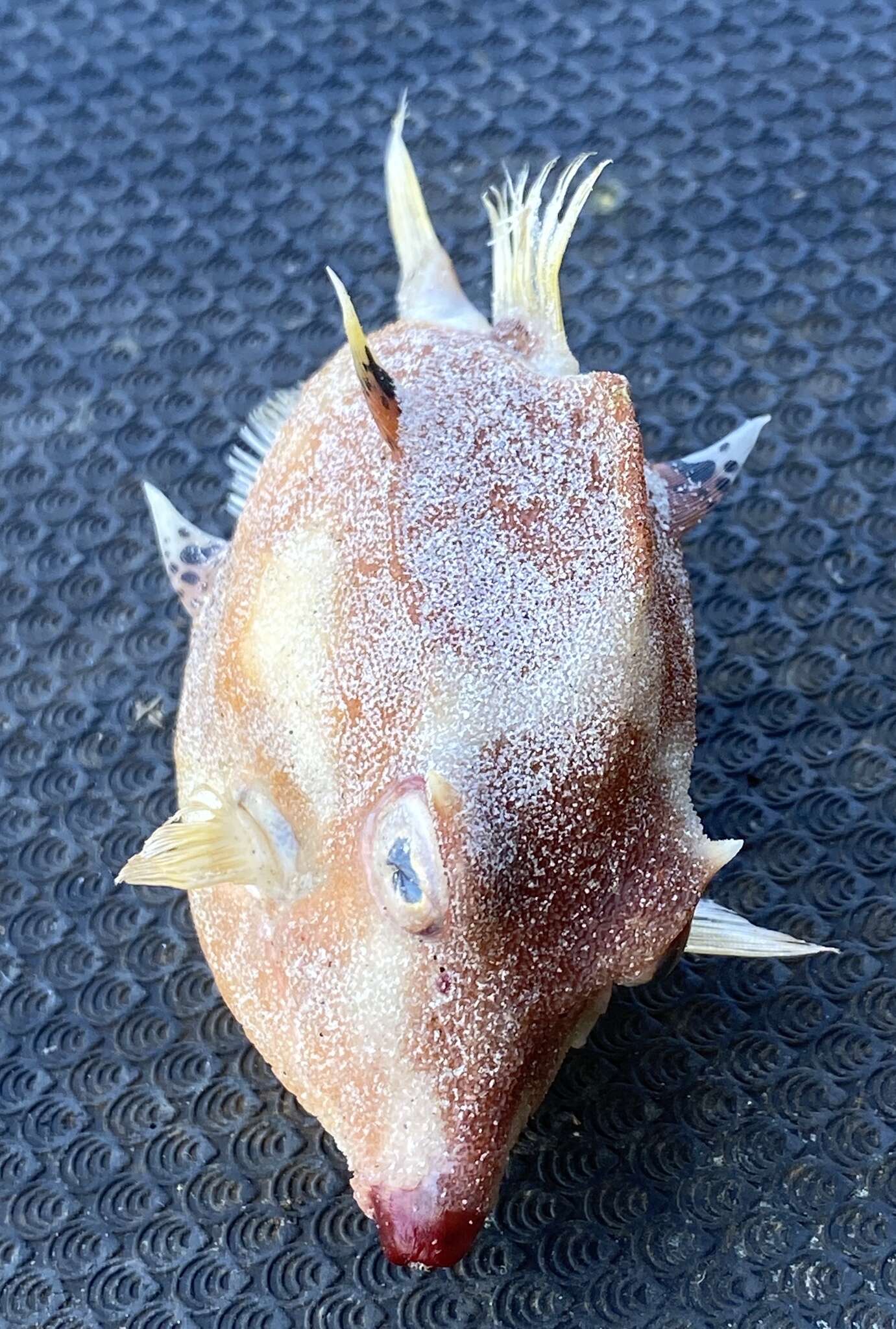 Image of Black-spotted boxfish