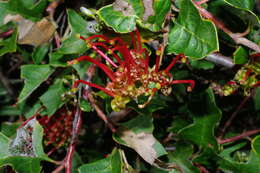 Plancia ëd Grevillea steiglitziana N. A. Wakefield