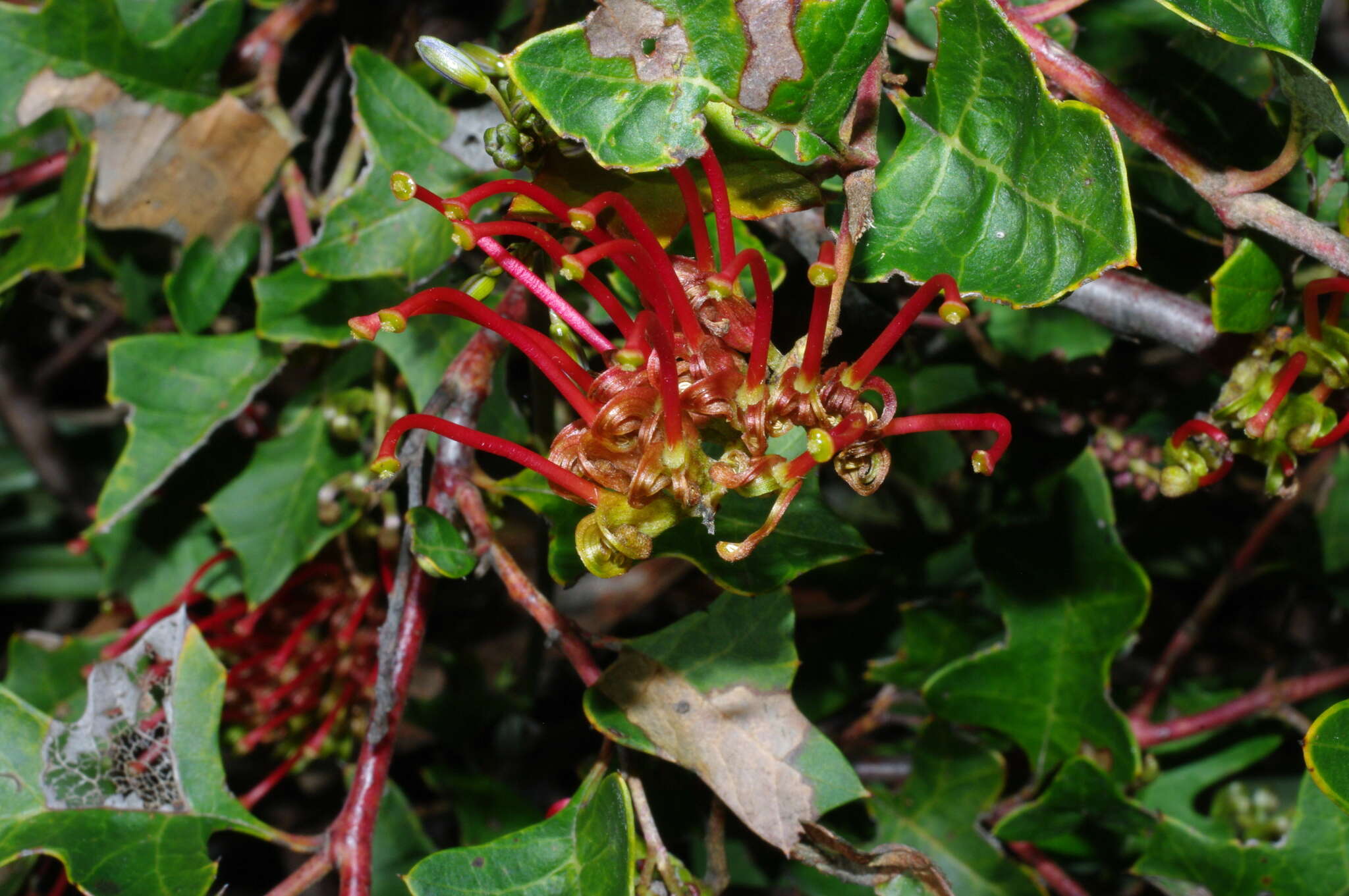 Plancia ëd Grevillea steiglitziana N. A. Wakefield