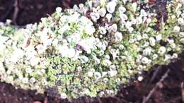 Image of Asahina's cup lichen