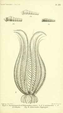 Image of <i>Actinometra solaris</i>