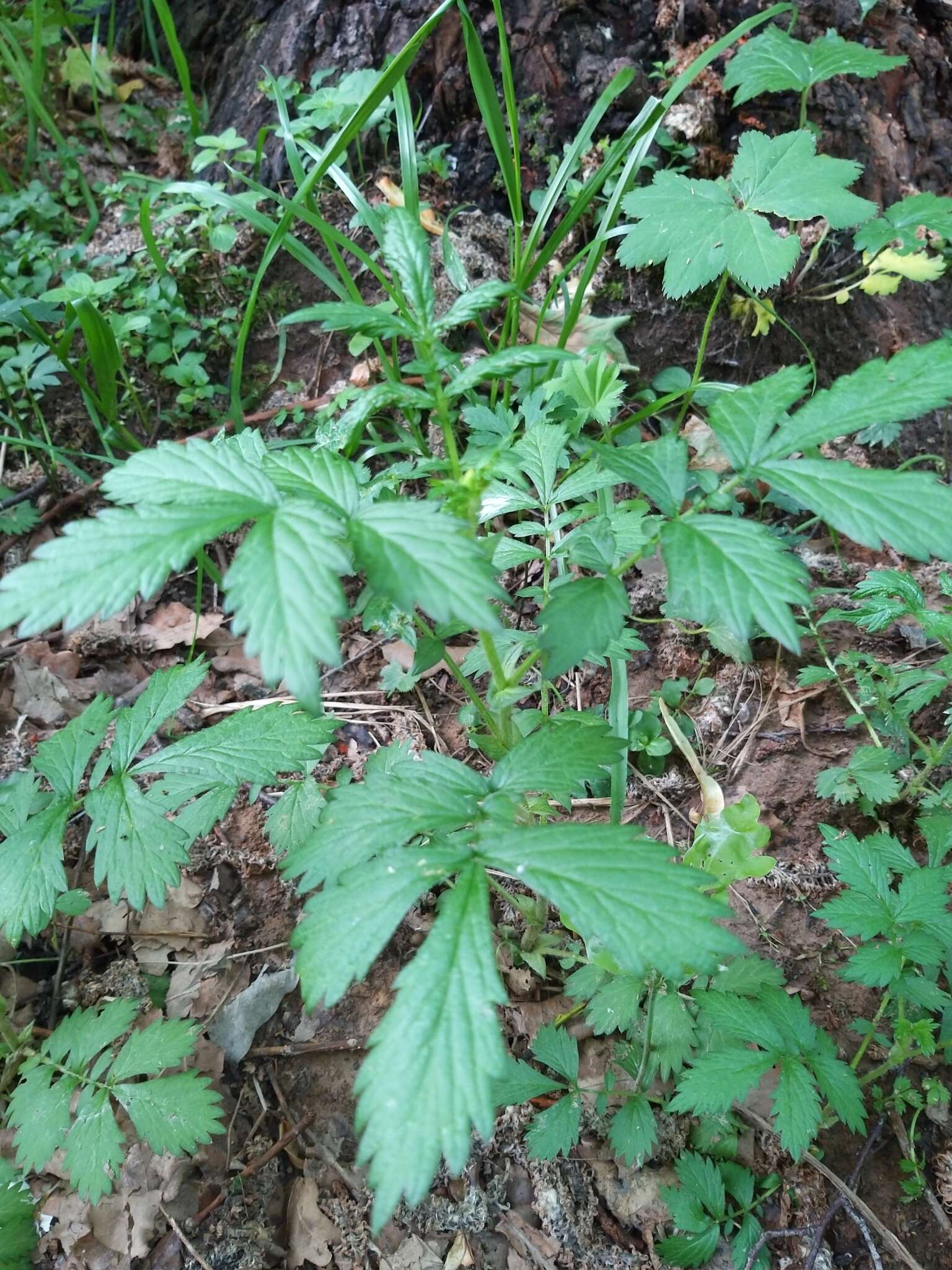 Imagem de Agrimonia pilosa Ledeb.