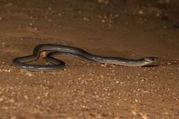 Image of Queensland Legless Lizard