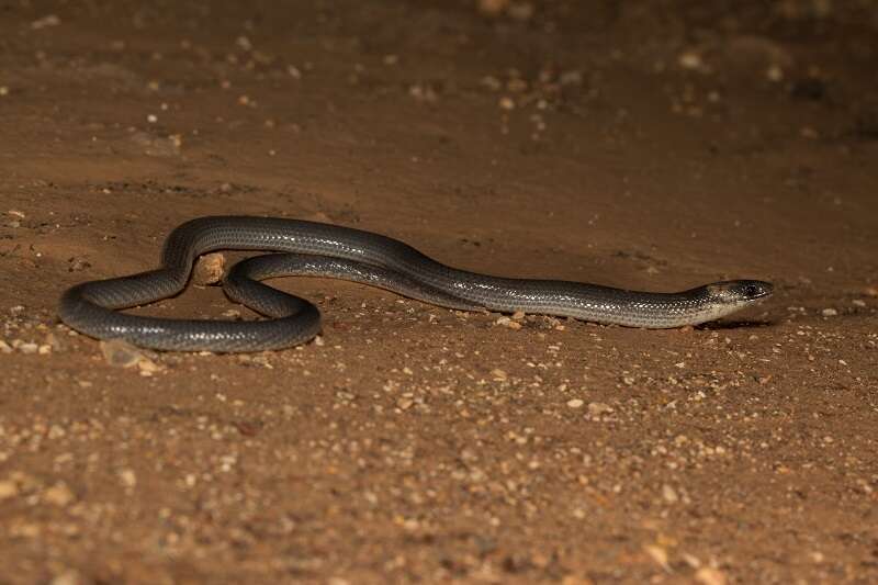 Image of Queensland Legless Lizard