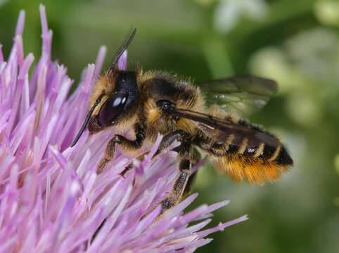 Image of Megachile leaf-cutter bee