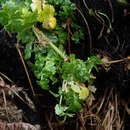 Imagem de Apium prostratum subsp. denticulatum P. S. Short