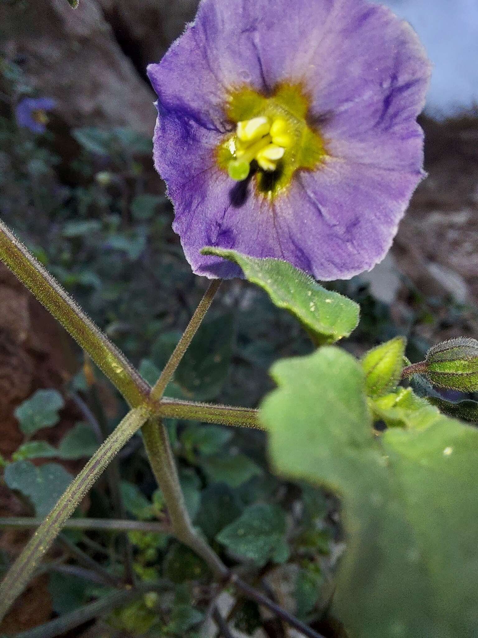 Physalis purpurea Wiggins resmi