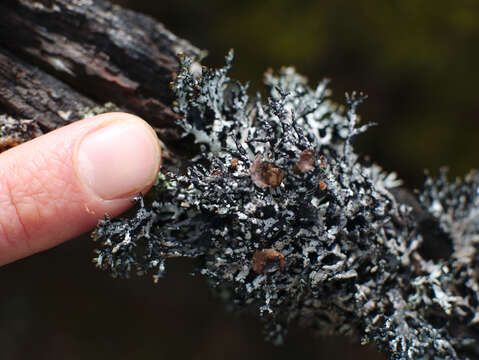 Image of tube lichen